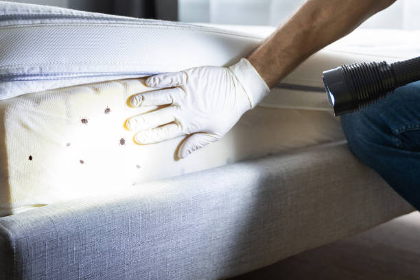 Best Affordable Pest Control Services  in Watervliet, NY